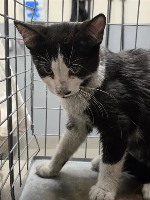 Spiderman - Domestic Short Hair