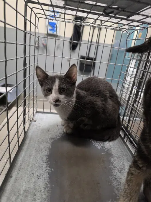 Captain America - Domestic Short Hair
