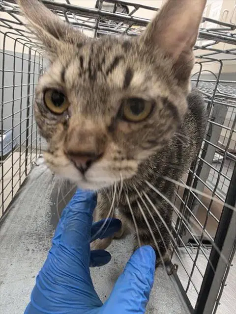 Iron Man - Domestic Short Hair