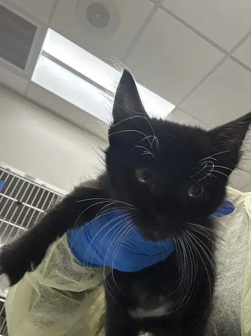 Soy Sauce - Domestic Medium Hair