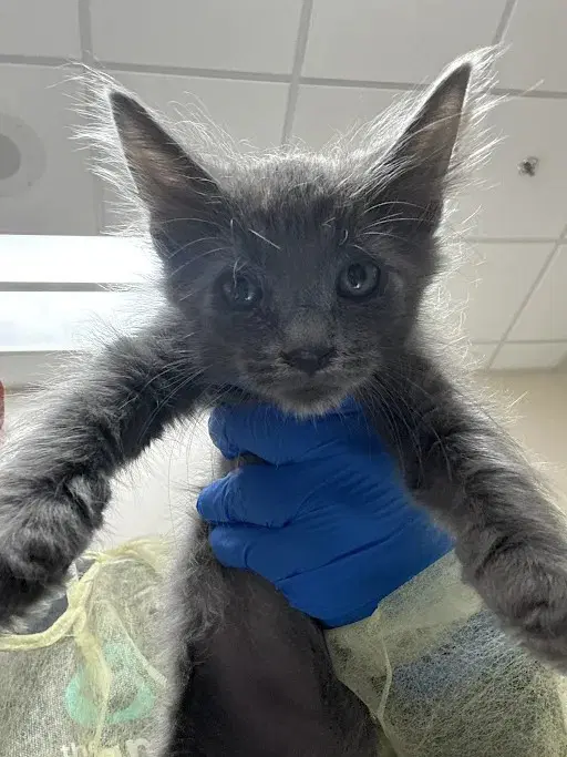 Mayonnaise - Domestic Medium Hair