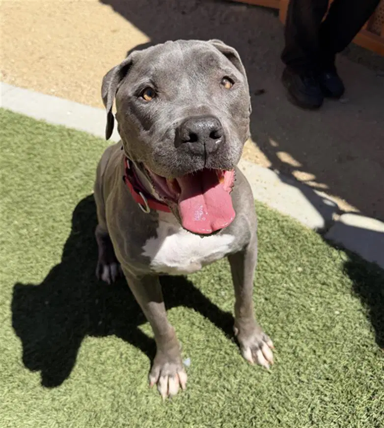 Doki - Pit Bull Terrier