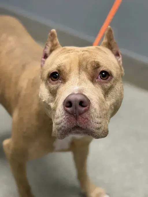 Luvz - Pit Bull Terrier
