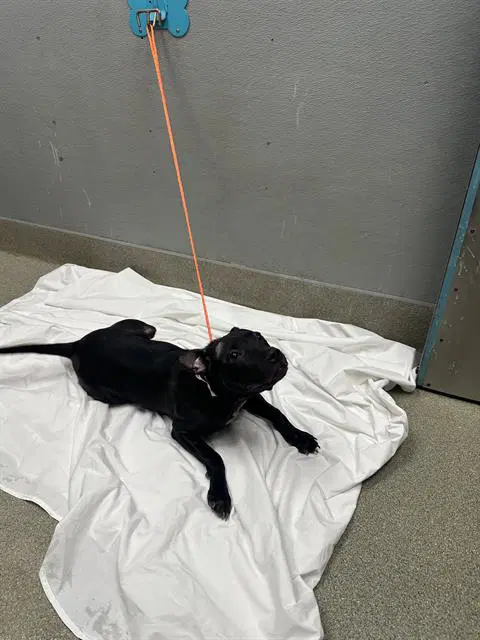 Rowena - Labrador Retriever