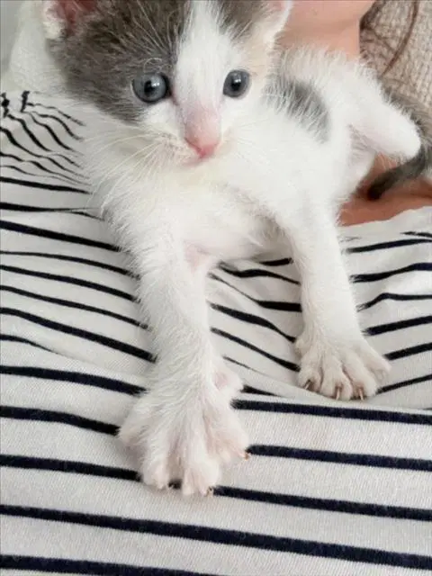 Taffy - Domestic Short Hair
