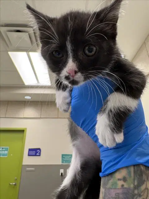 Arroz Con Leche - Domestic Short Hair