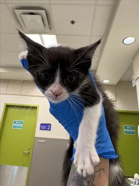 Churro - Domestic Short Hair
