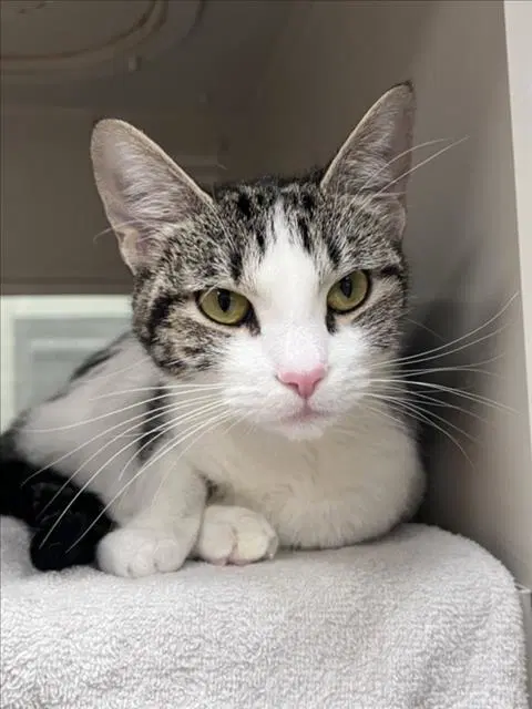 Crash - Domestic Short Hair