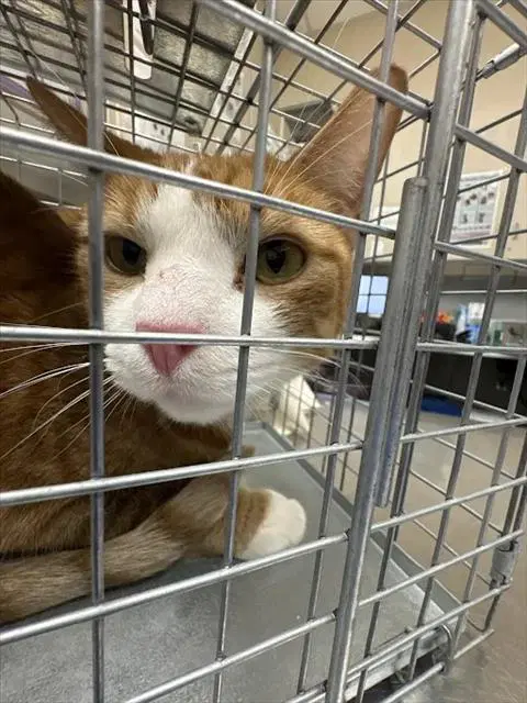 Judah - Domestic Short Hair