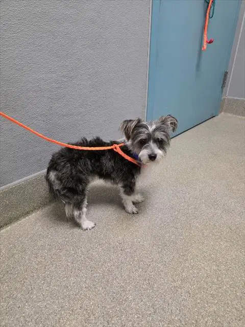 Mushy Puppy - Terrier