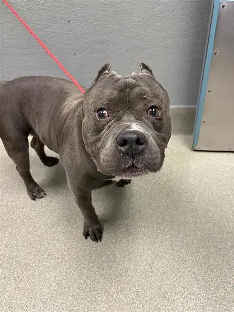 Tyson - Pit Bull Terrier