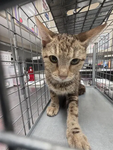 Scarlet Witch - Domestic Short Hair