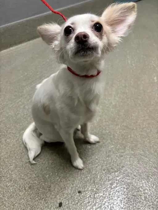 Nina - Chihuahua