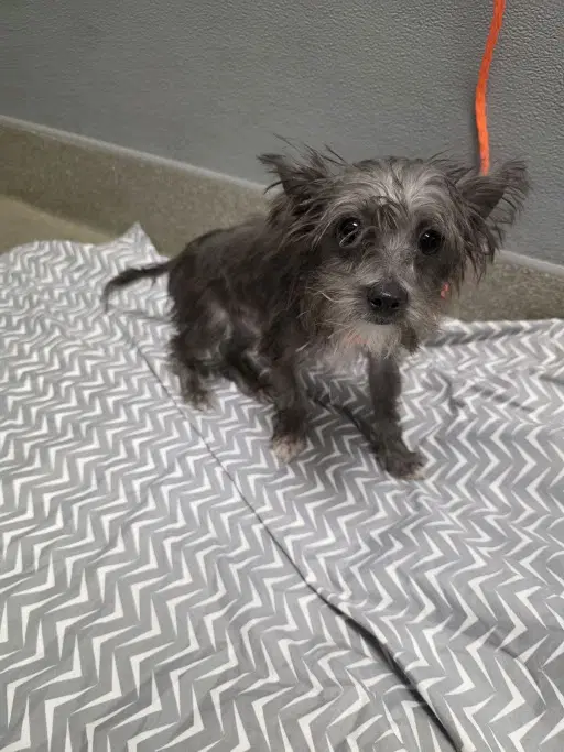 Waffles - Yorkshire Terrier Yorkie