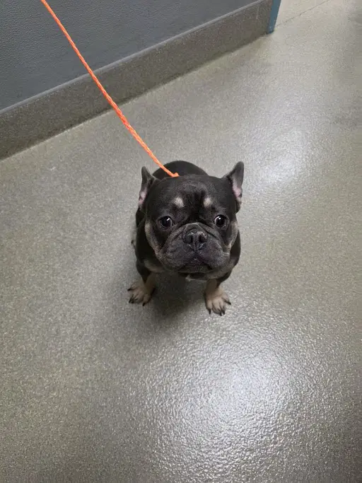 Froggie - French Bulldog