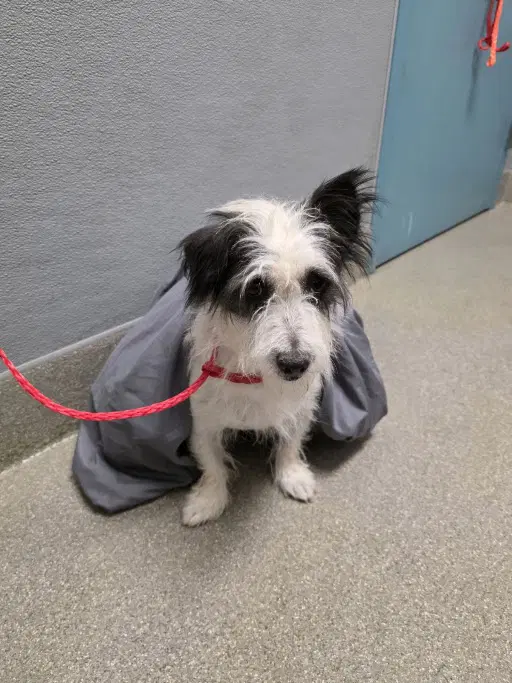 Terry - Terrier