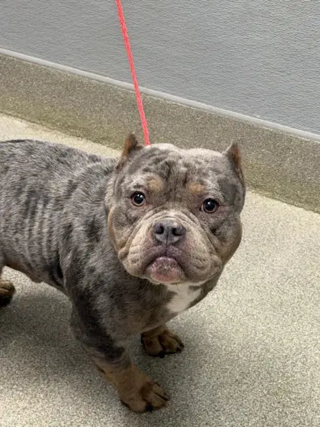Cutie Pie - American Pit Bull Terrier