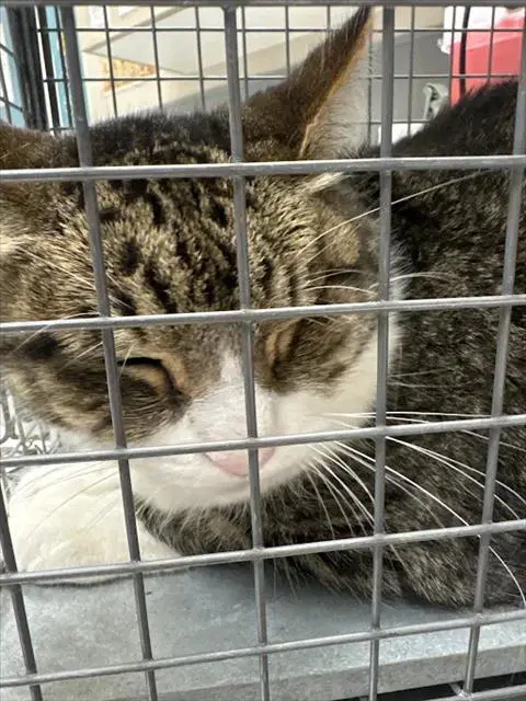 Gordo - Domestic Short Hair