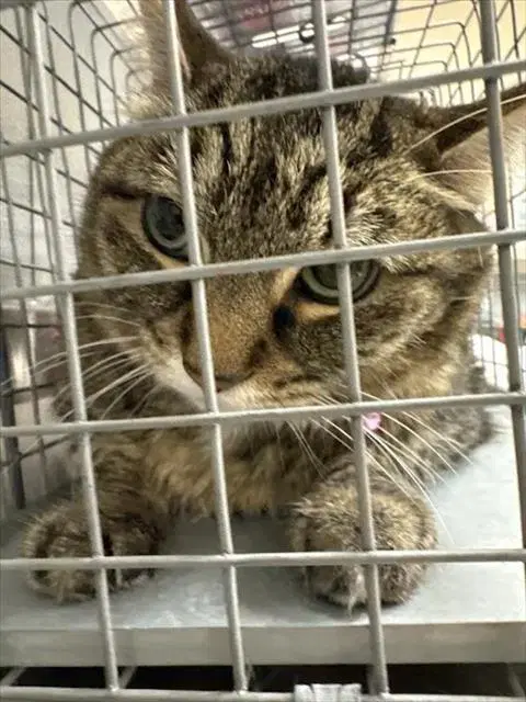 Missy - Domestic Short Hair
