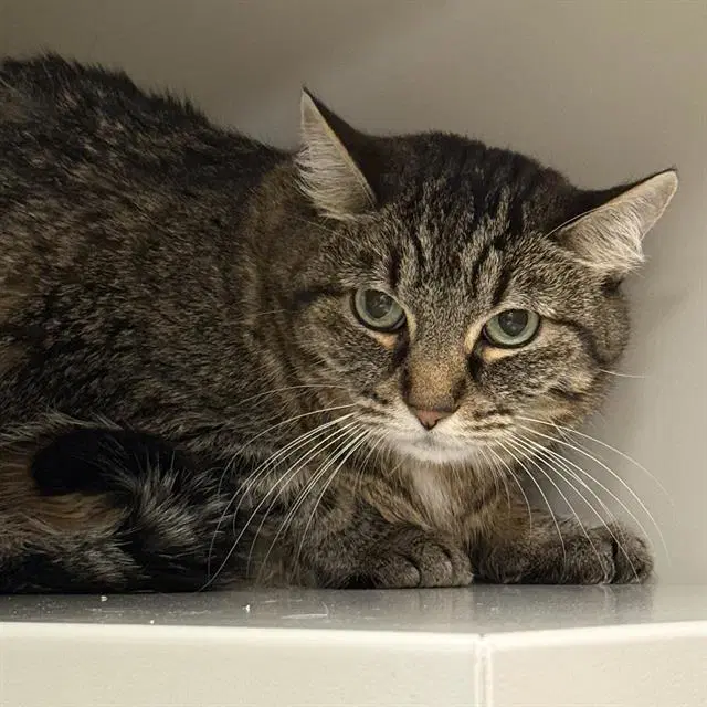 Missy - Domestic Short Hair