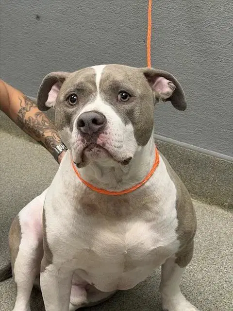 Butcher - Pit Bull Terrier