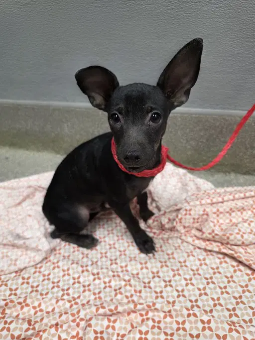 Tiny Tim - Chihuahua