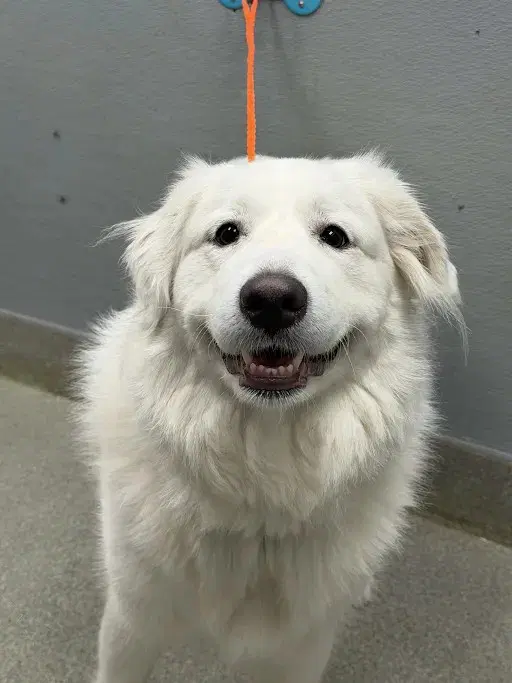 Smiley - Great Pyrenees