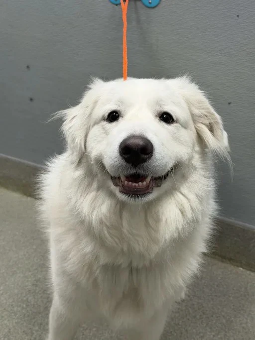 Smiley