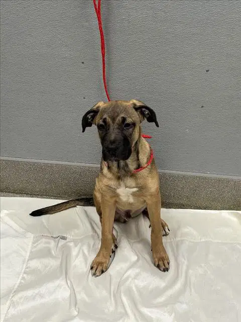Pinecone - Mastiff