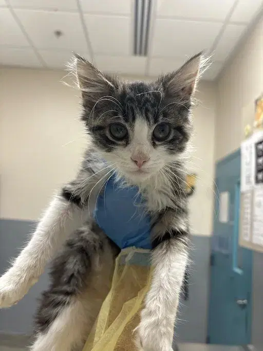 Squash - Domestic Medium Hair