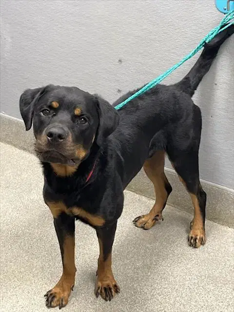 Charlie - Rottweiler