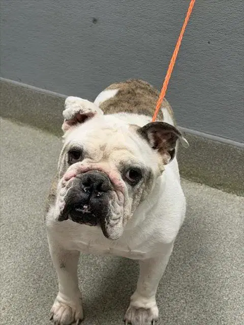 Biff - Bulldog