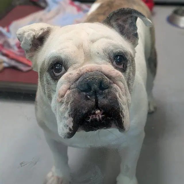 Biff - Bulldog