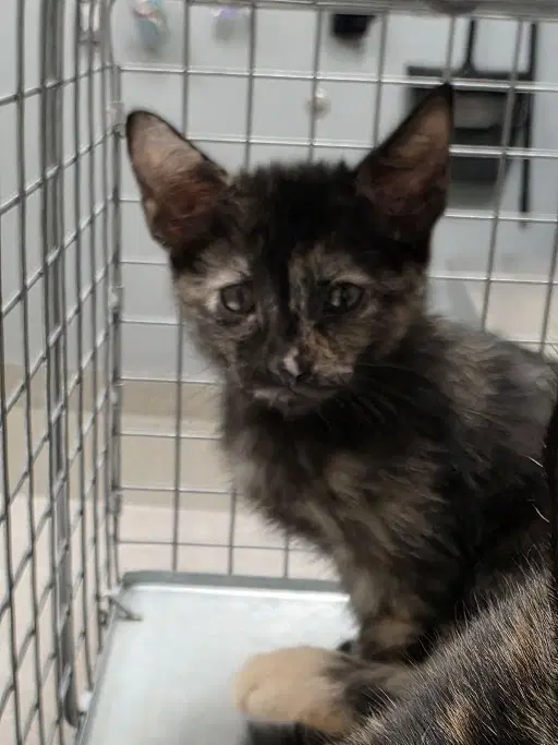 Bear - Domestic Short Hair