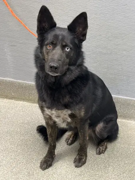 Toast - German Shepherd Dog