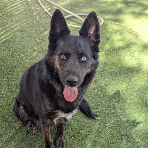 *TOAST, a dog for adoption from The Animal Foundation - Las Vegas