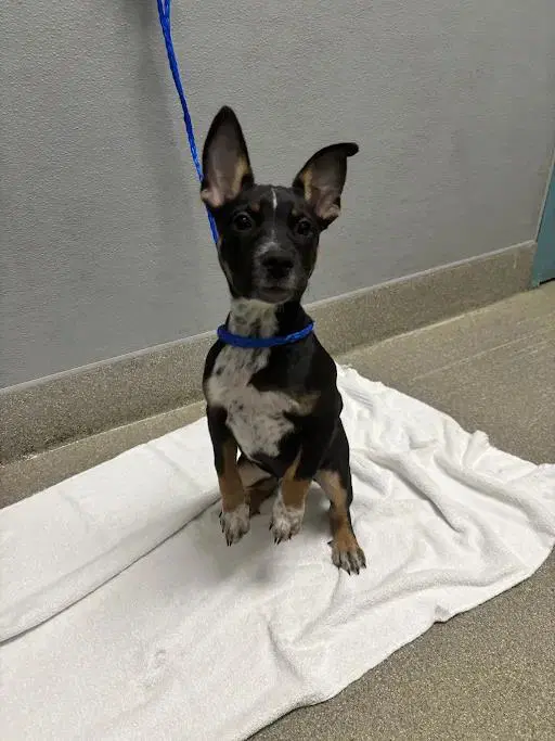 Muffin - Australian Cattle Dog/Blue Heeler