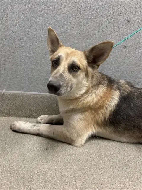 Caramel Crunch - German Shepherd Dog