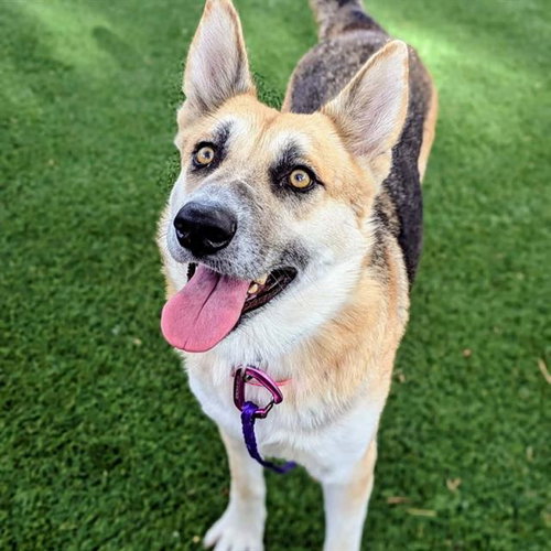 *CARAMEL CRUNCH, a dog for adoption from The Animal Foundation - Las Vegas
