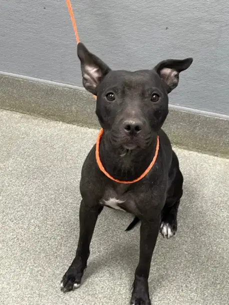 Wendy - Pit Bull Terrier