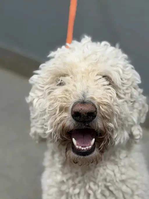 Max - Poodle (Standard)