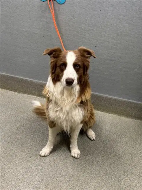 Alan Jackson - Australian Shepherd