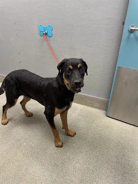 Sisi - Rottweiler