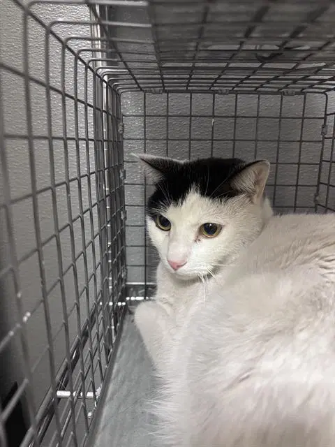 Oreo - Domestic Short Hair