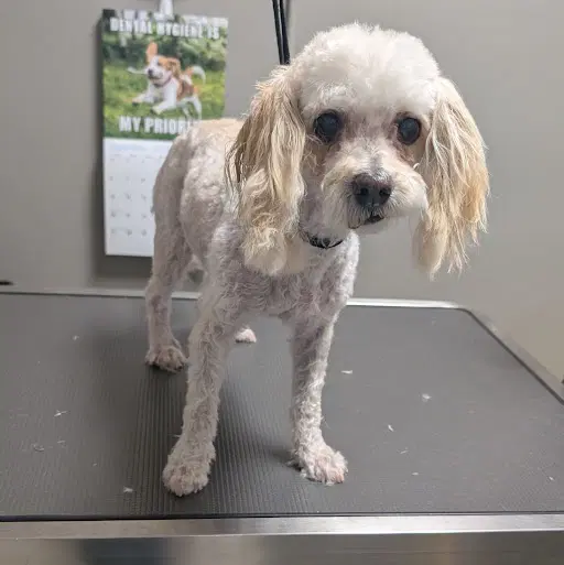 Ginger Roberts - Poodle (Miniature)