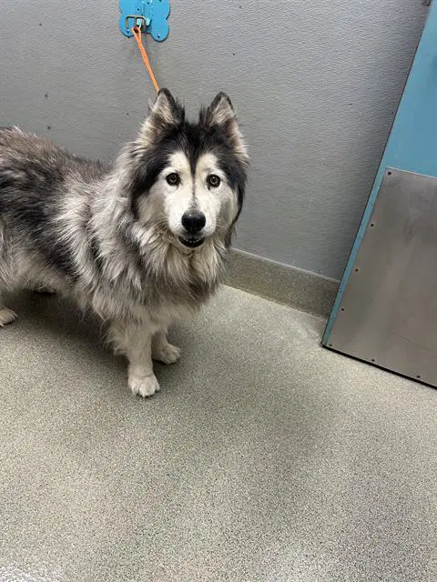 Lulu - Alaskan Malamute