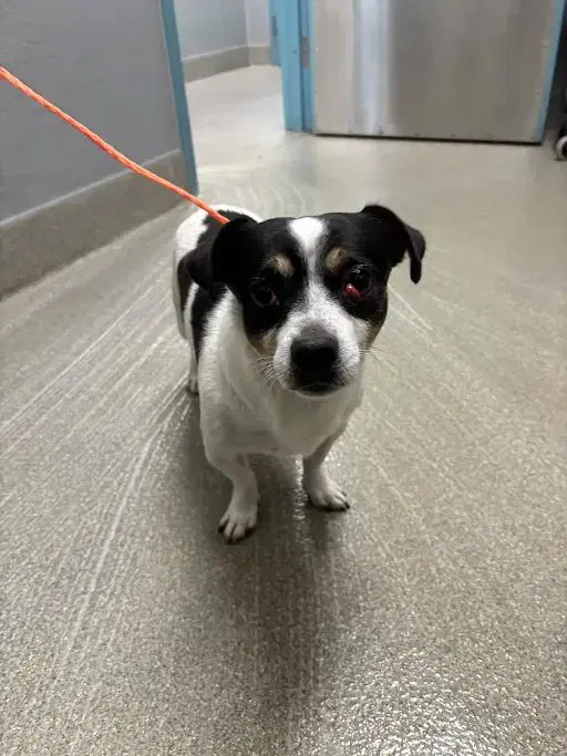 Mark Sloan - Chihuahua