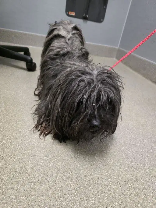 Smokey - Maltese