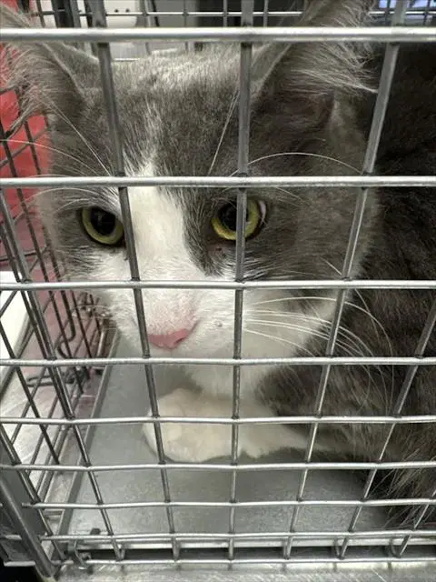 Gnosa - Domestic Medium Hair