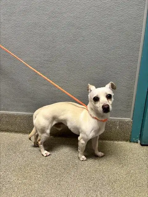 Shadow - Chihuahua